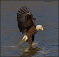 _2SB1962 american bald eagle